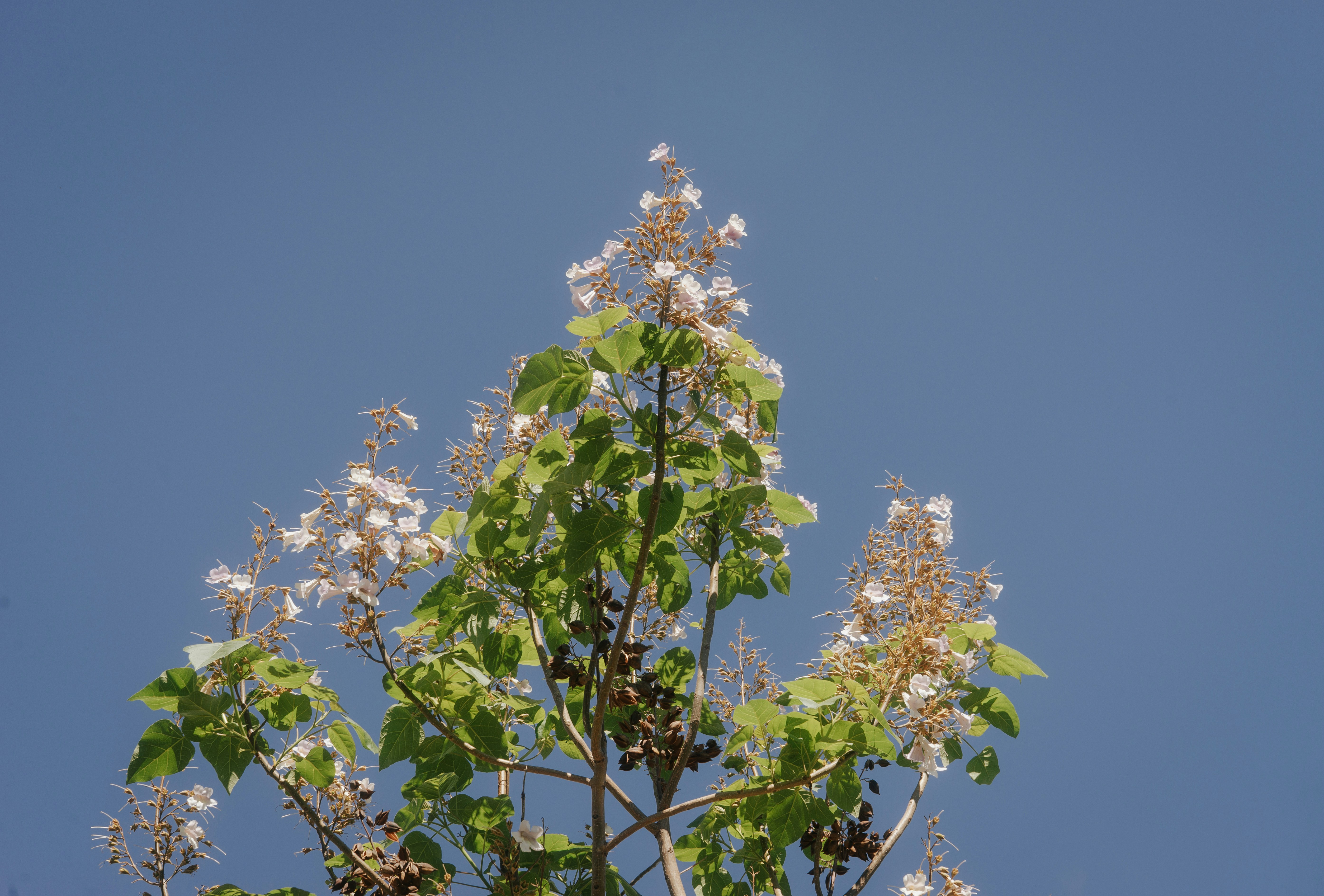 a tree with white flowers and green leaves