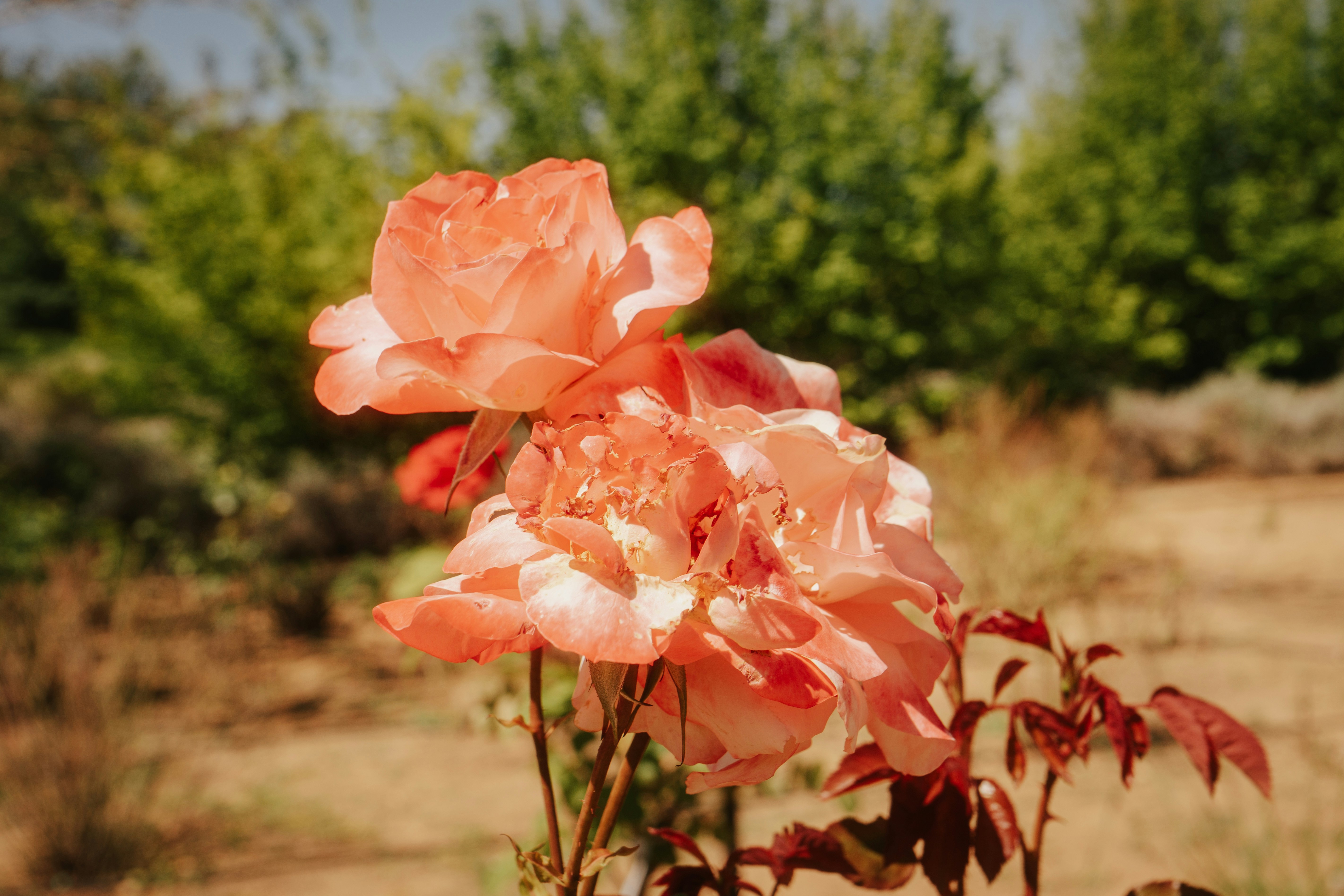 a close up of some pink flowers in a field