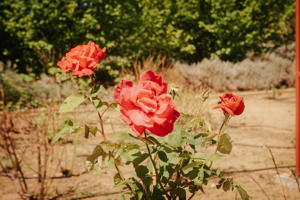 three red roses in a vase in a field