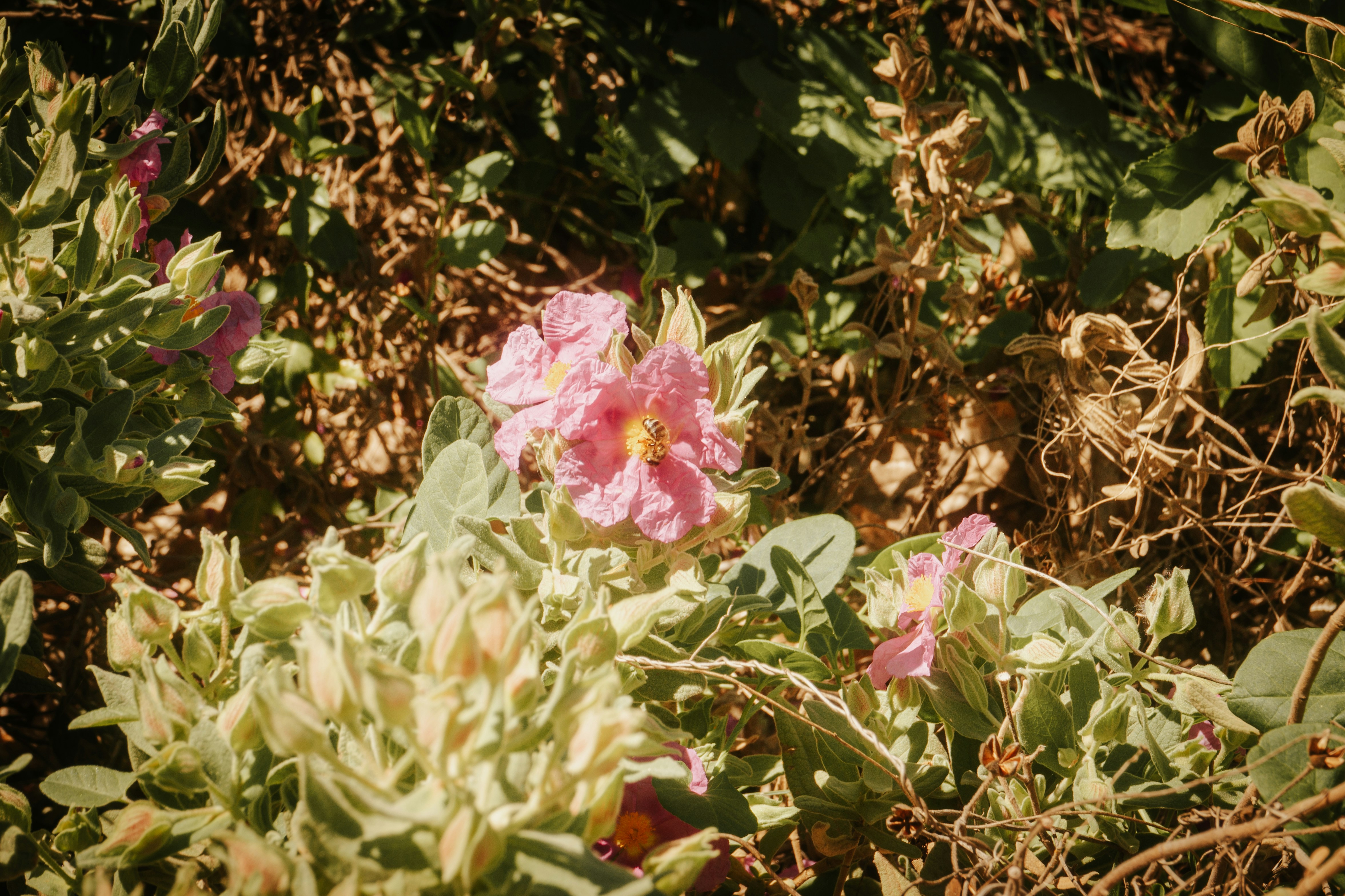 Photo by mariasolponce