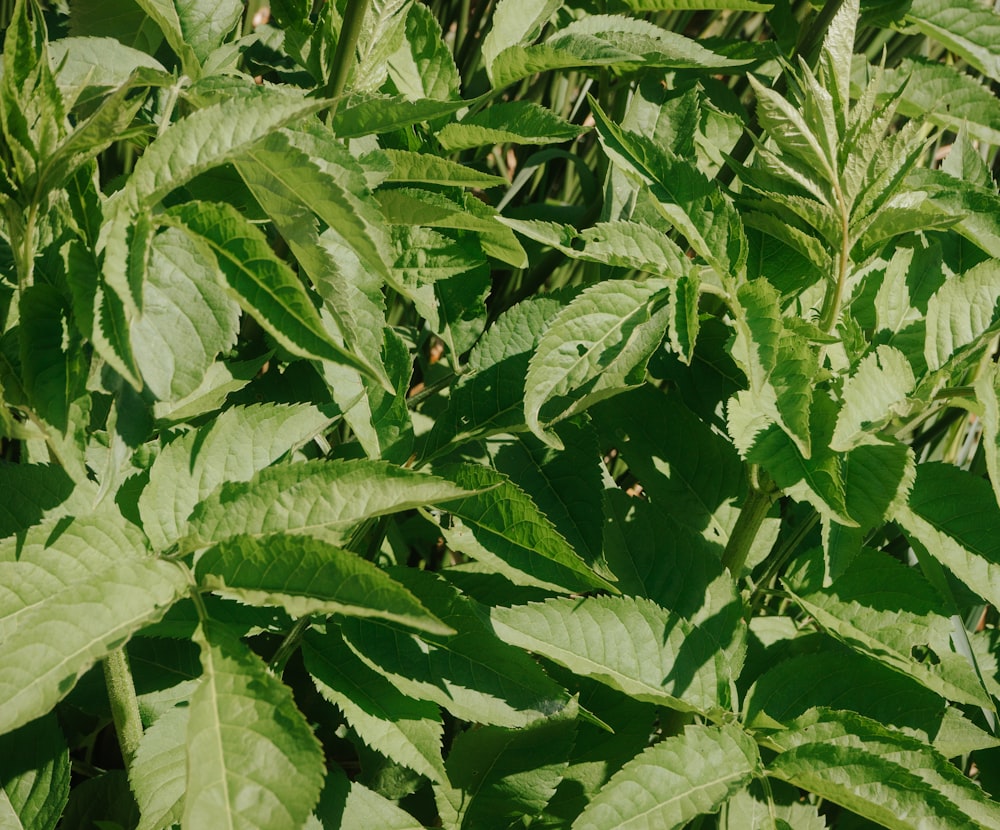 a close up of a green plant with lots of leaves