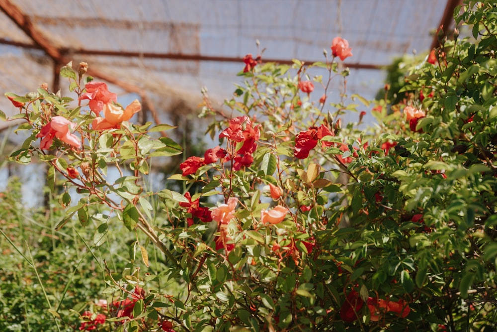a bush with red flowers in a greenhouse