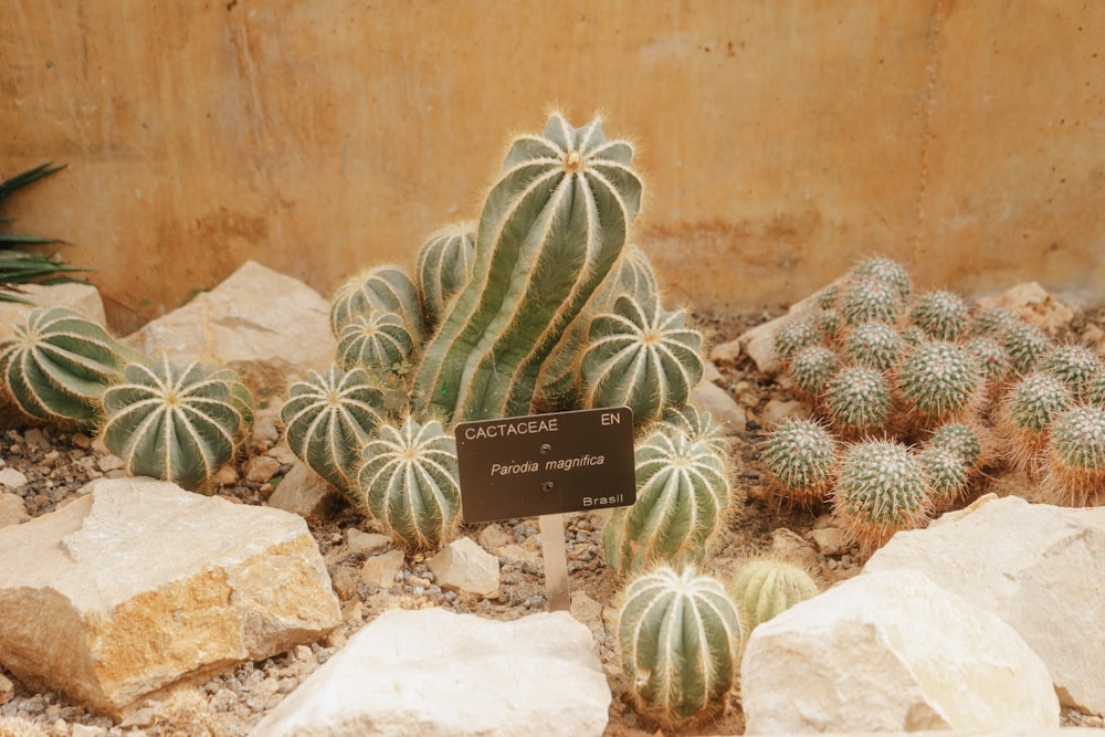 a group of cactus plants in a rock garden