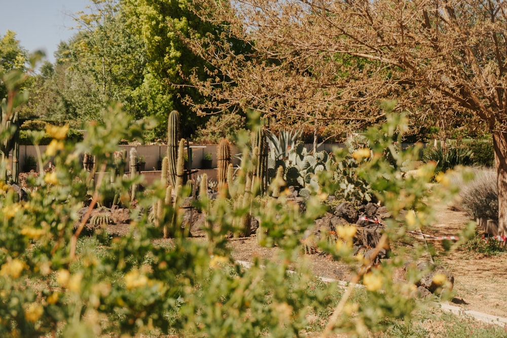 a cactus garden with a train in the background