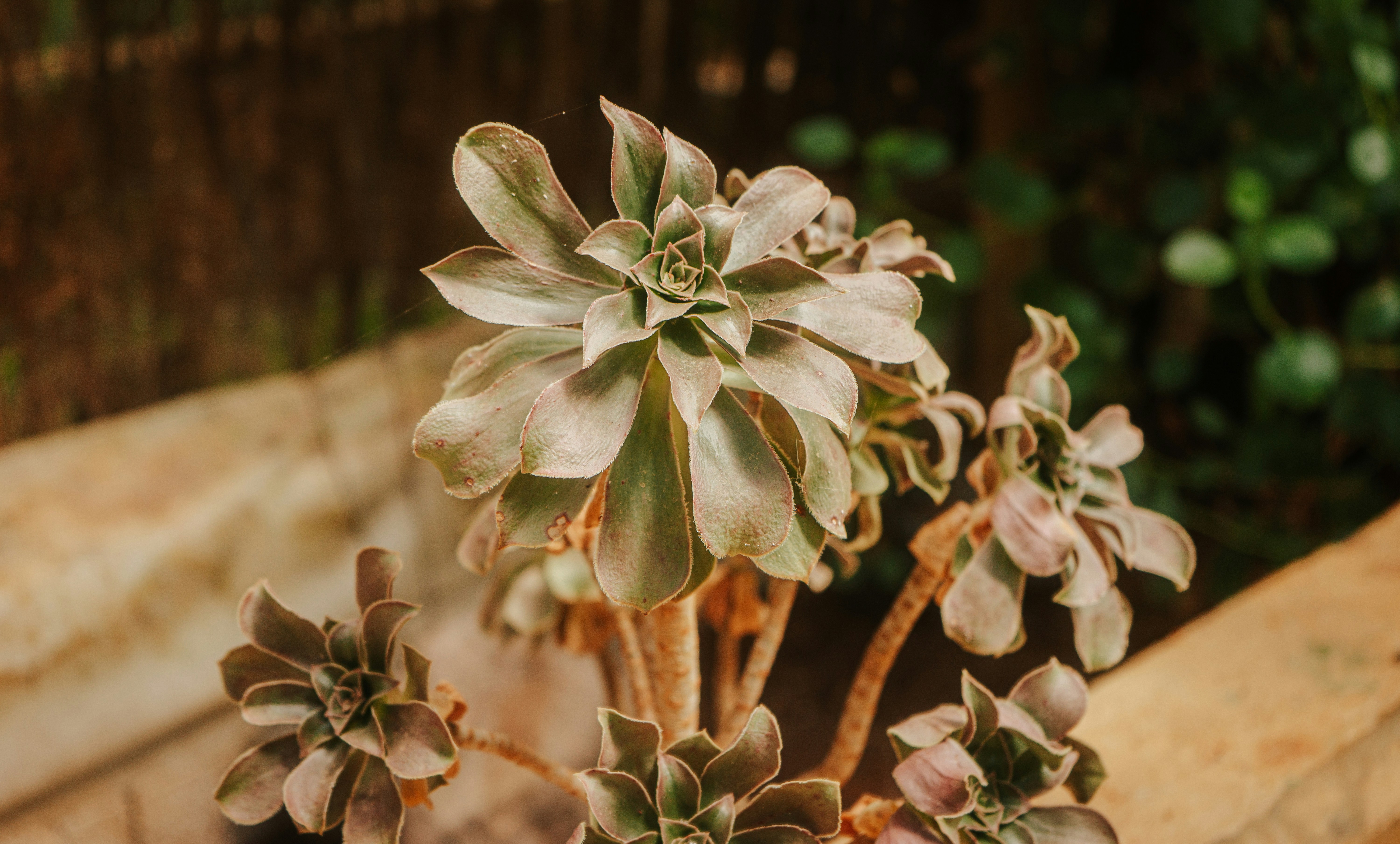 a close up of a plant in a pot