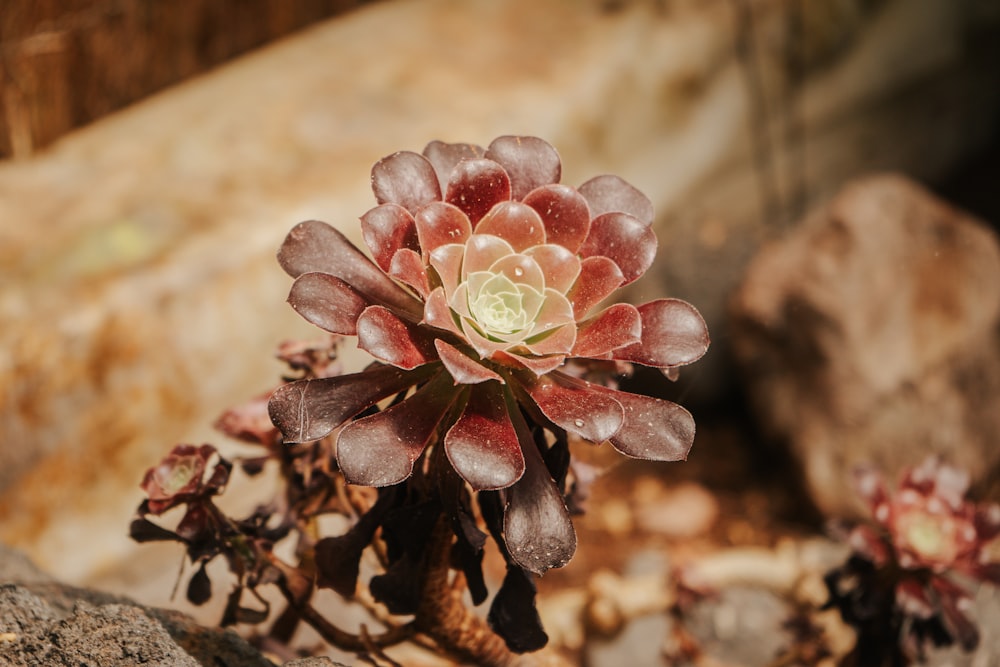 a pink and white flower sitting on top of a rock