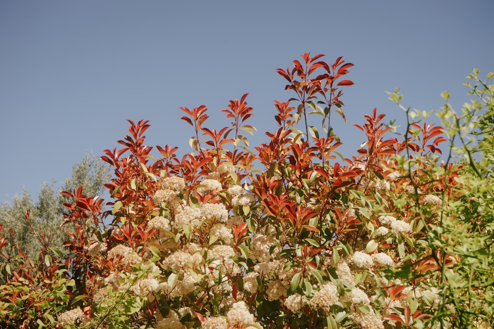 a bush with white flowers and red leaves