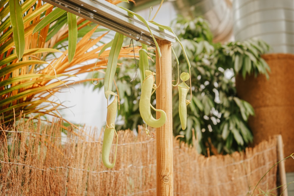 a green plant hanging from the side of a fence