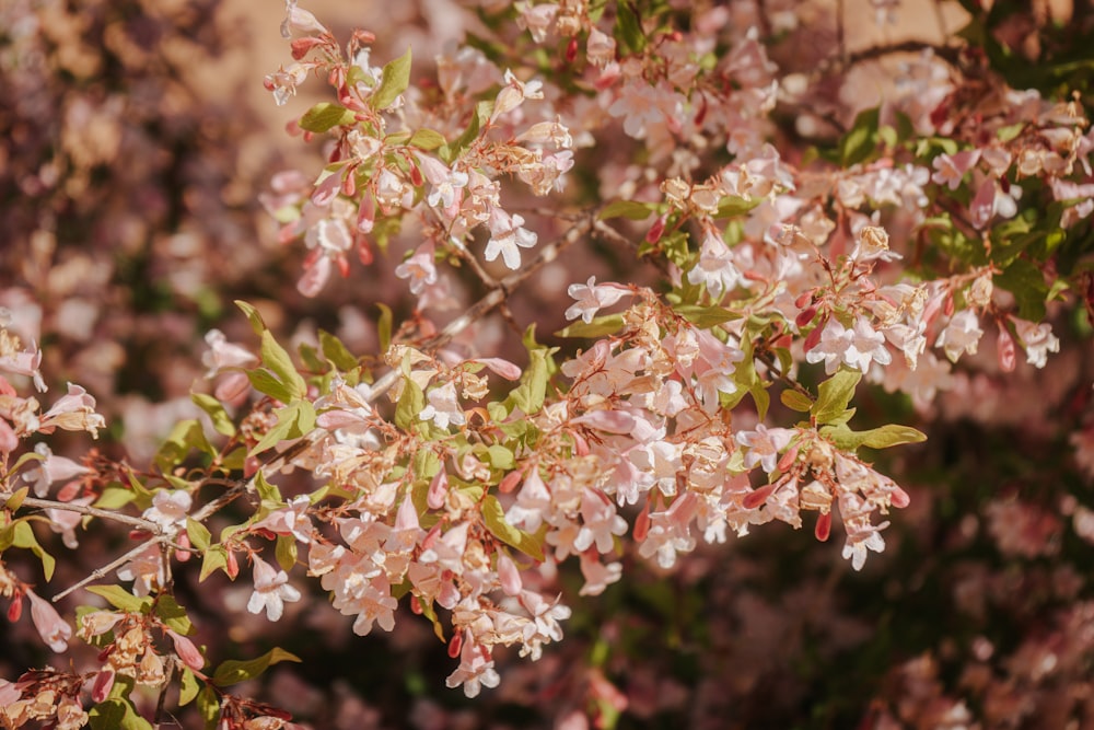a close up of a tree with pink flowers
