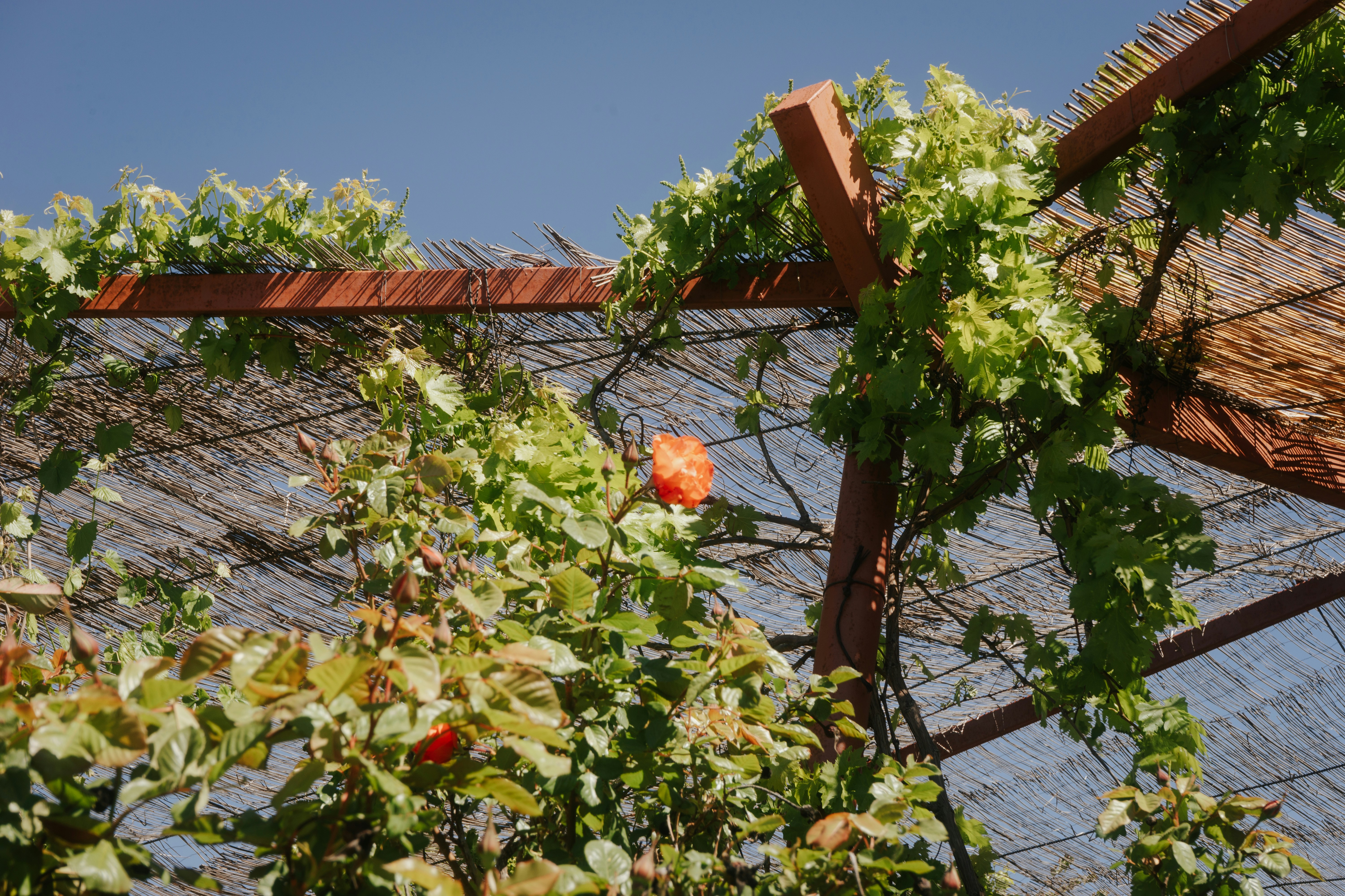 Photo by mariasolponce