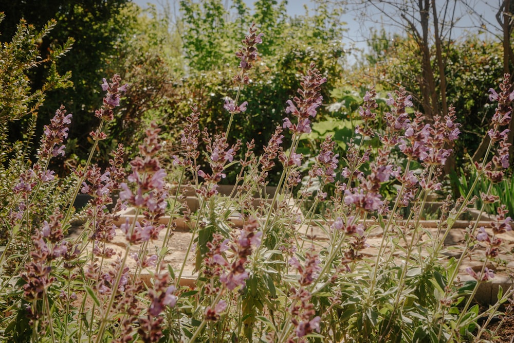 a field of purple flowers in the middle of a forest