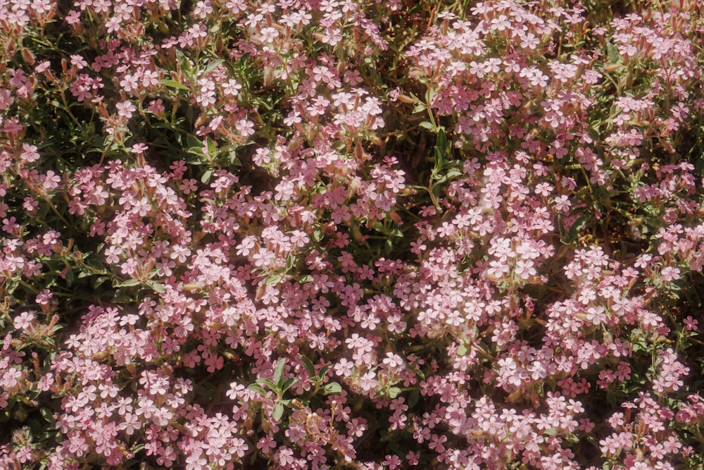 a bunch of flowers that are in the grass