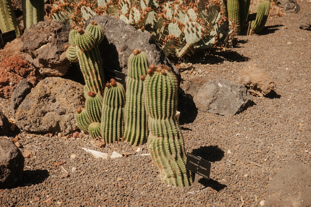 a group of cactus plants sitting on top of a dirt field