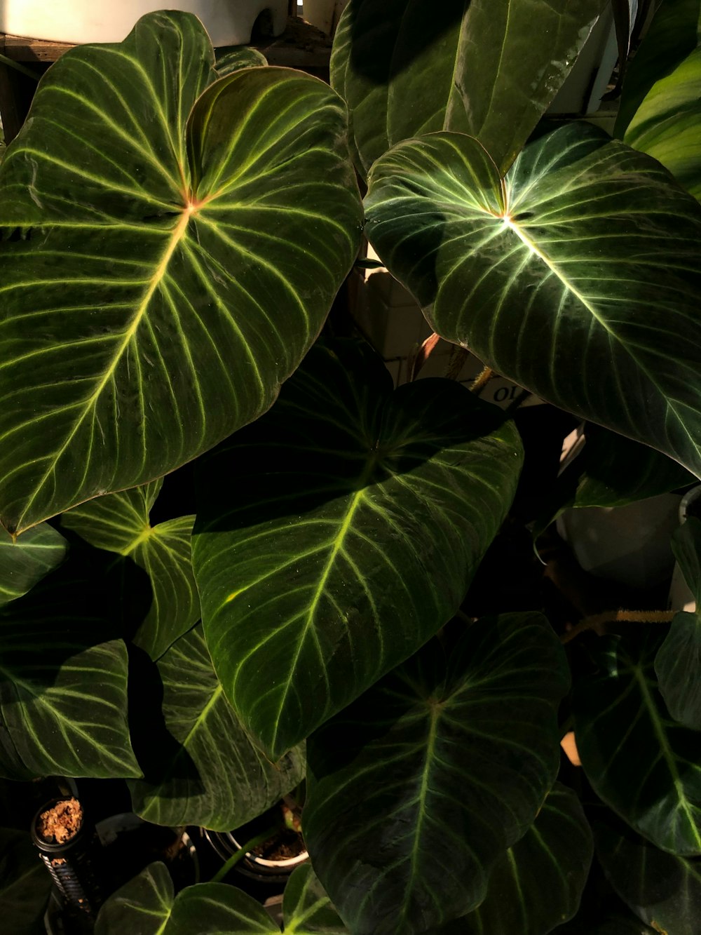 a close up of a large green leafy plant