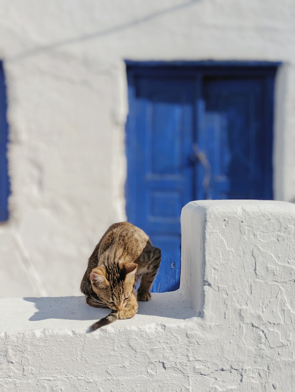 a cat sitting on a white wall next to a blue door