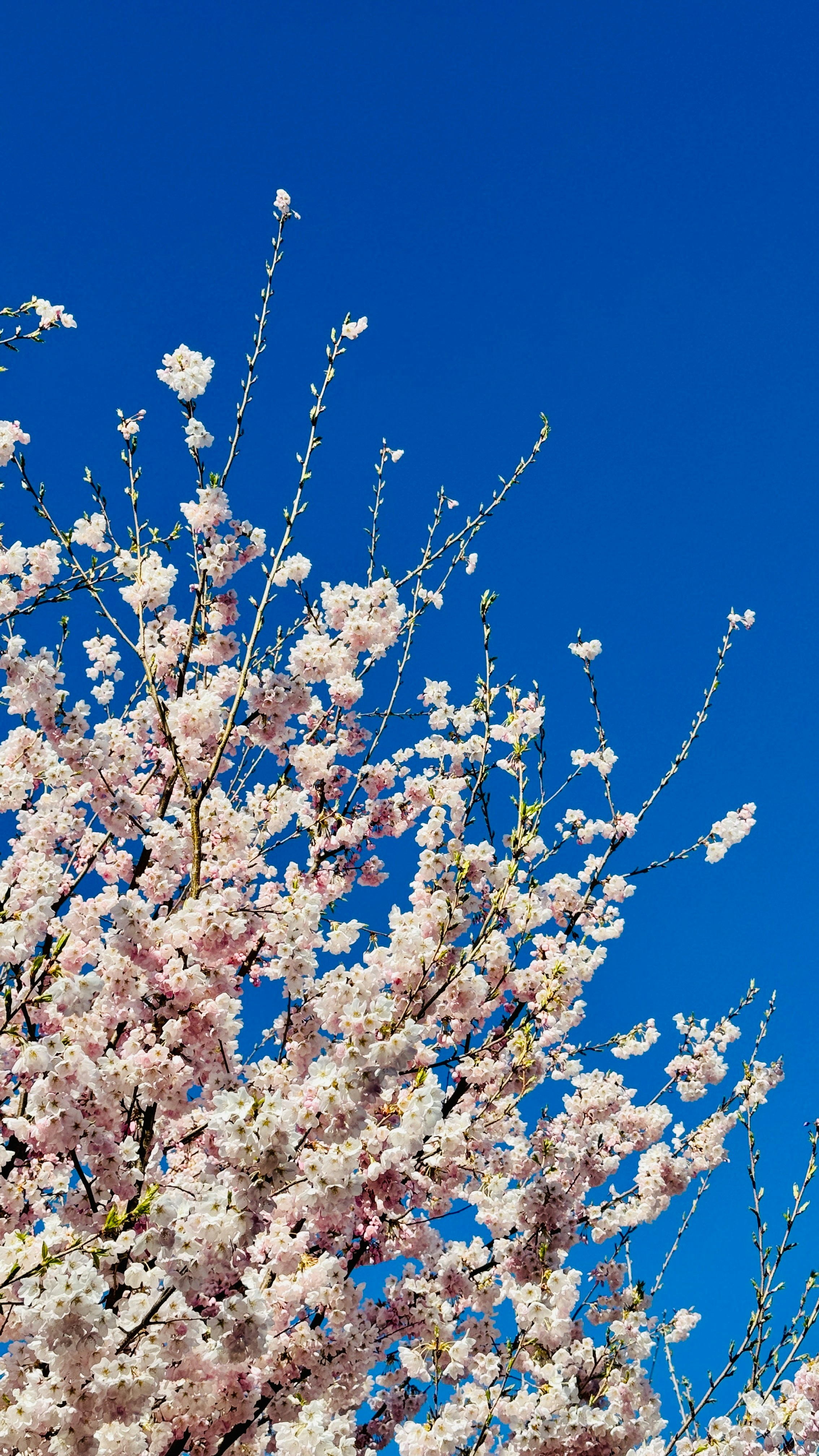 Photo by iphonesnaps