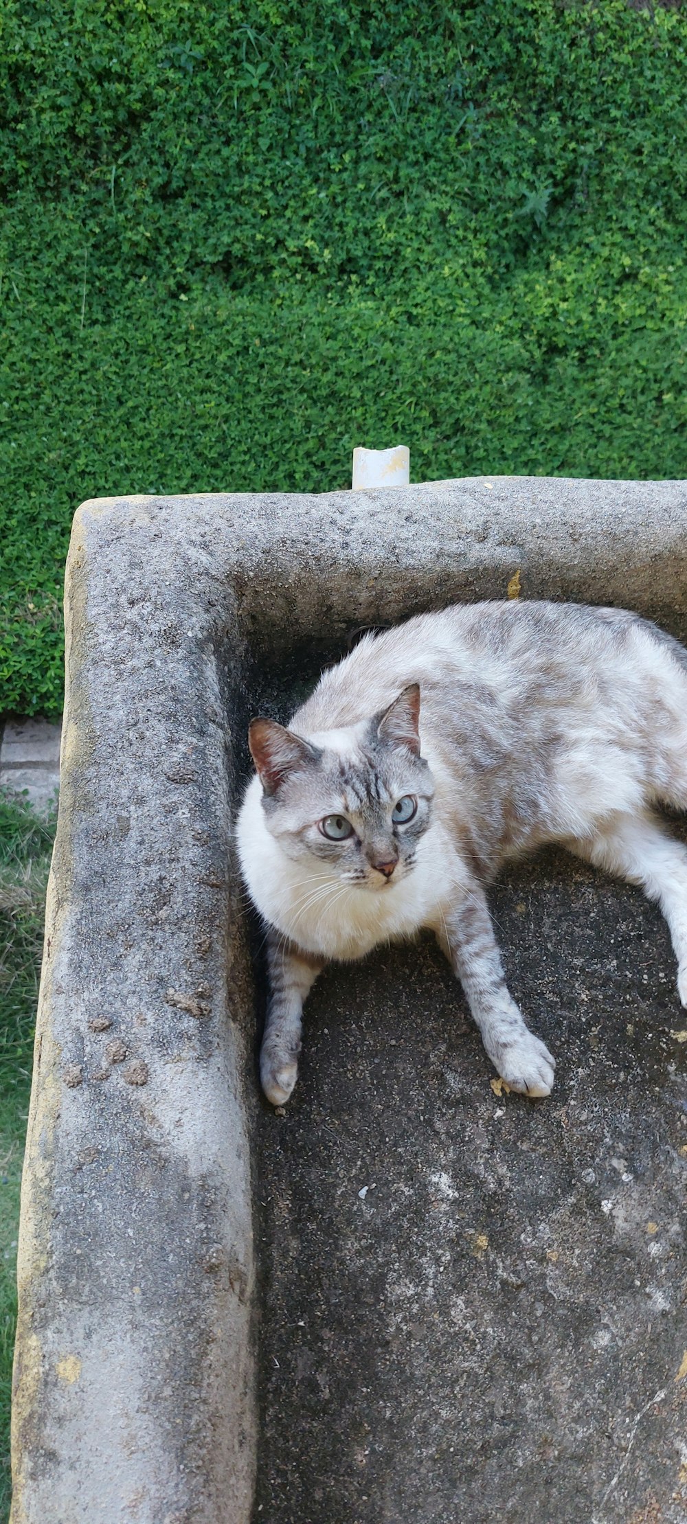 a cat that is laying down in a cement box