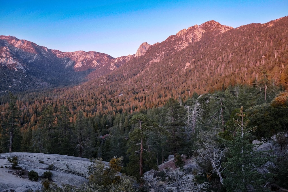 a view of a mountain range with trees in the foreground