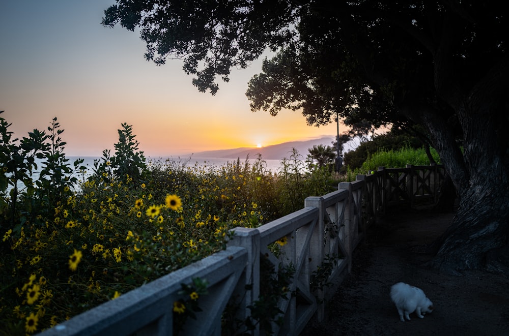 ein weißer Hund, der einen Weg neben einem Baum entlanggeht