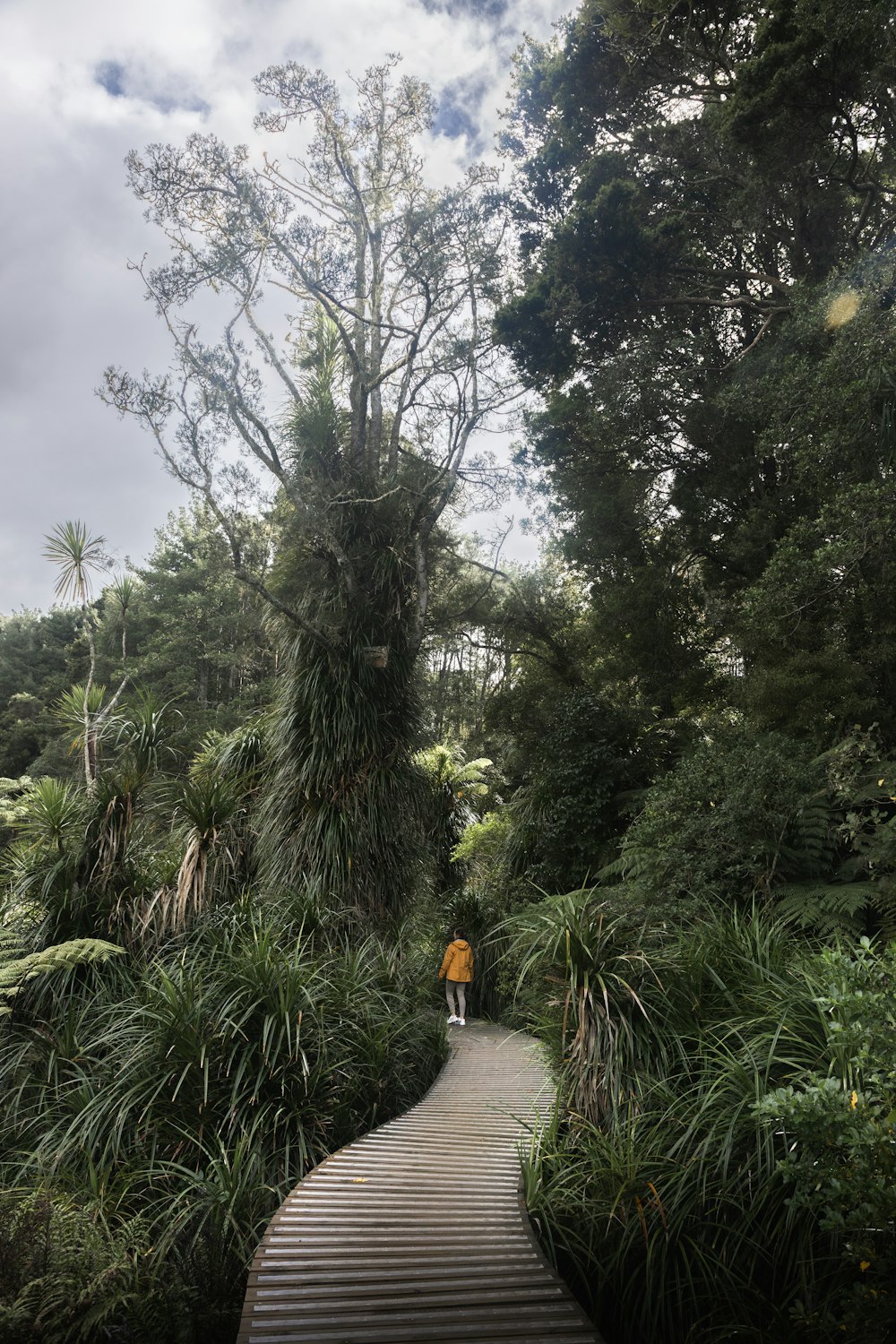 a person standing on a wooden walkway surrounded by trees