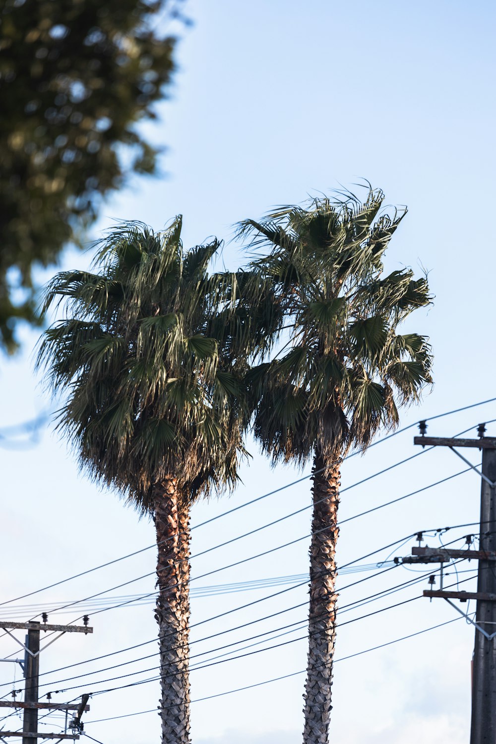 a couple of palm trees standing next to each other