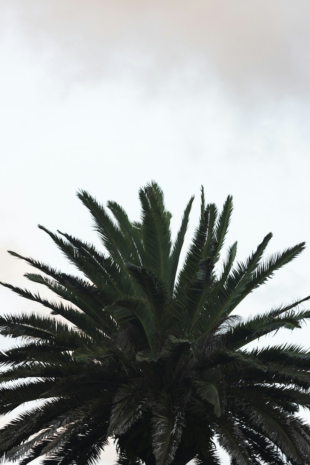 a palm tree with a sky in the background