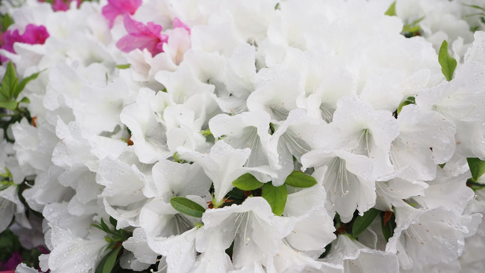 a bunch of white and pink flowers with water droplets on them