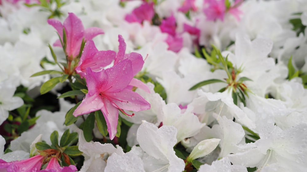 pink and white flowers with water droplets on them