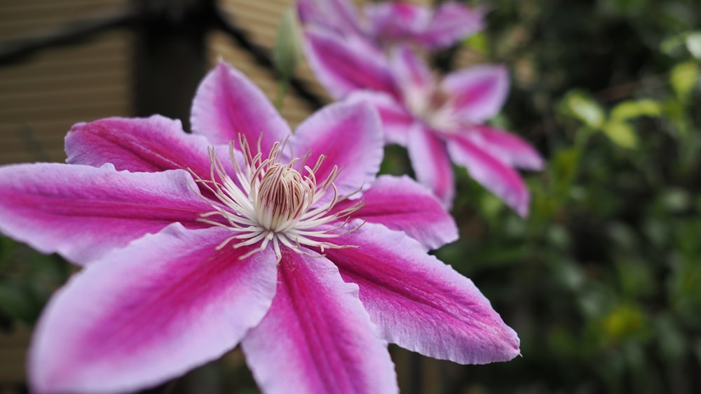 a close up of a pink flower with a blurry background