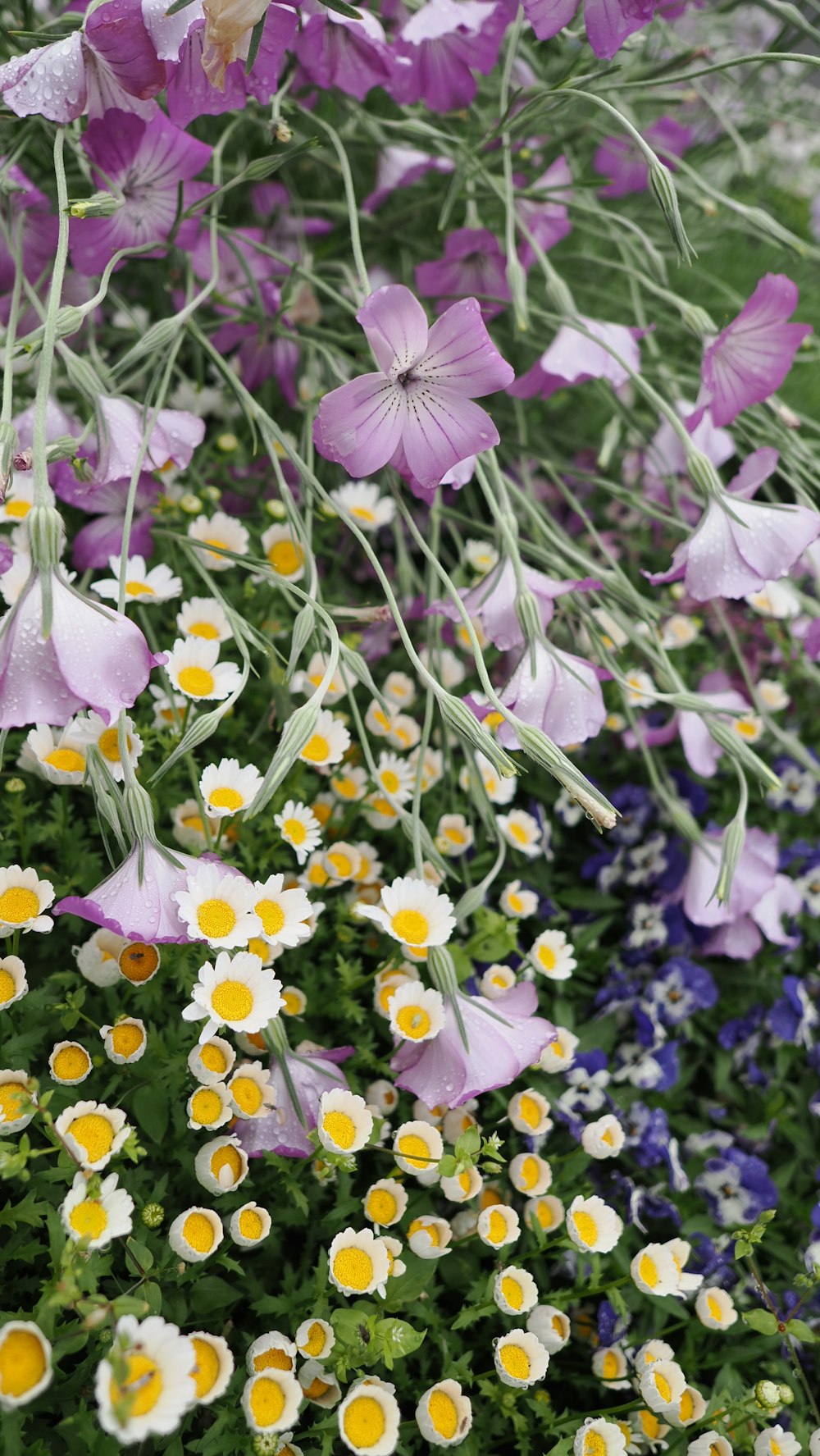 a bunch of flowers that are in the grass