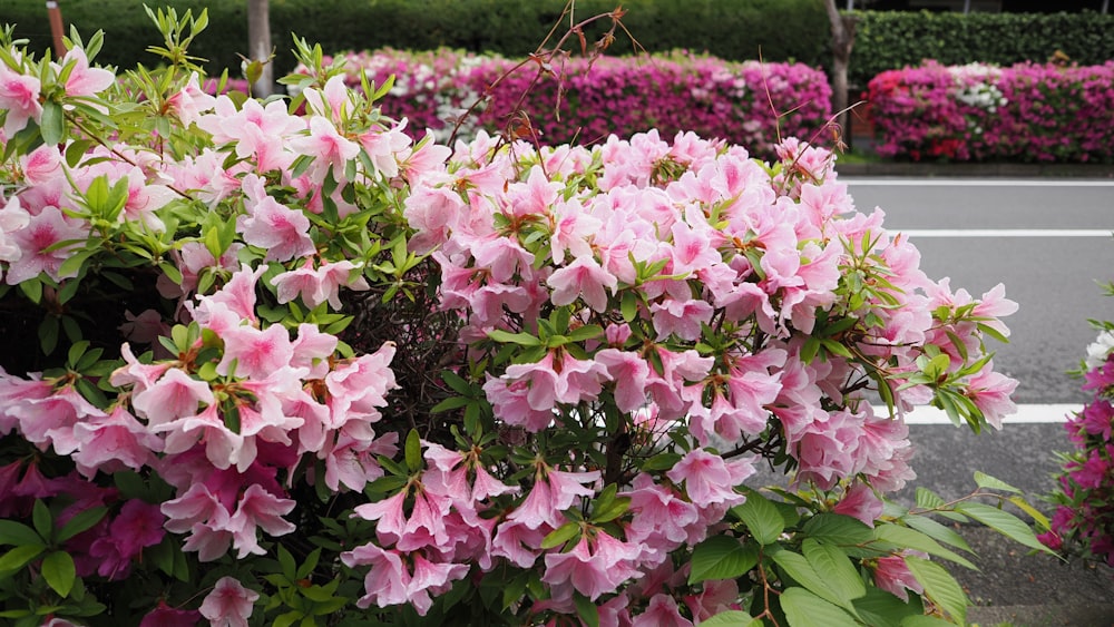 a bush of pink flowers next to a street