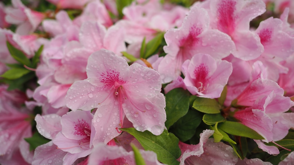 a bunch of pink flowers with water droplets on them