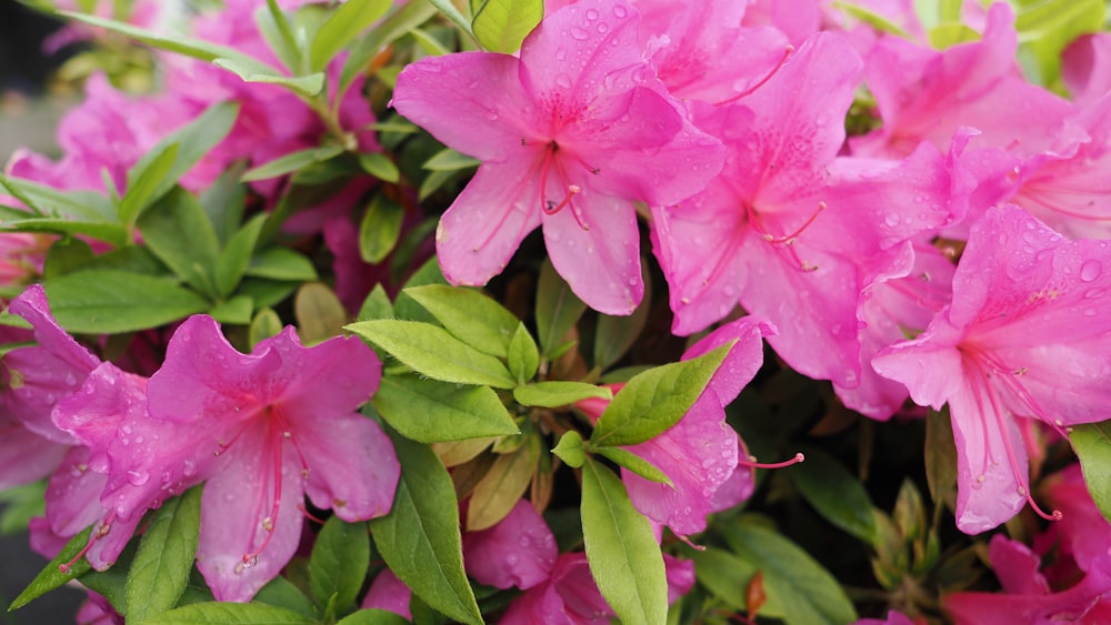 a bunch of pink flowers with water droplets on them