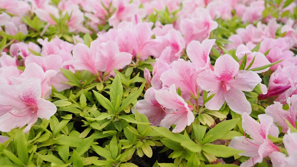 a bunch of pink flowers with green leaves