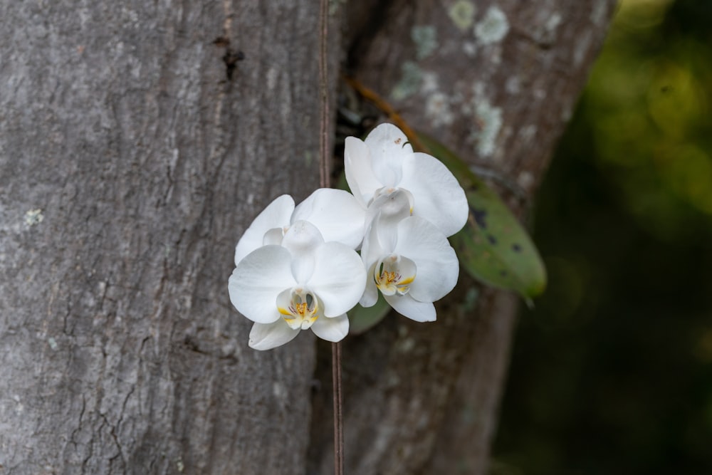 a couple of white flowers hanging from a tree