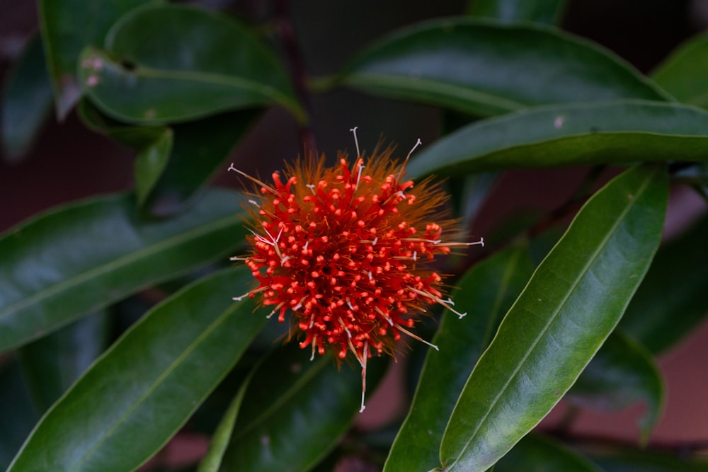 a close up of a flower on a tree