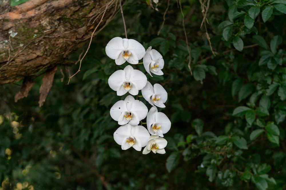 a bunch of white flowers hanging from a tree