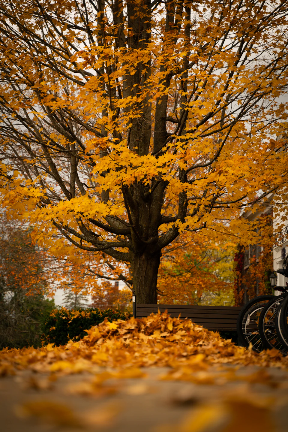 Serene autumn scene features large tree with vibrant yellow leaves scattered around it