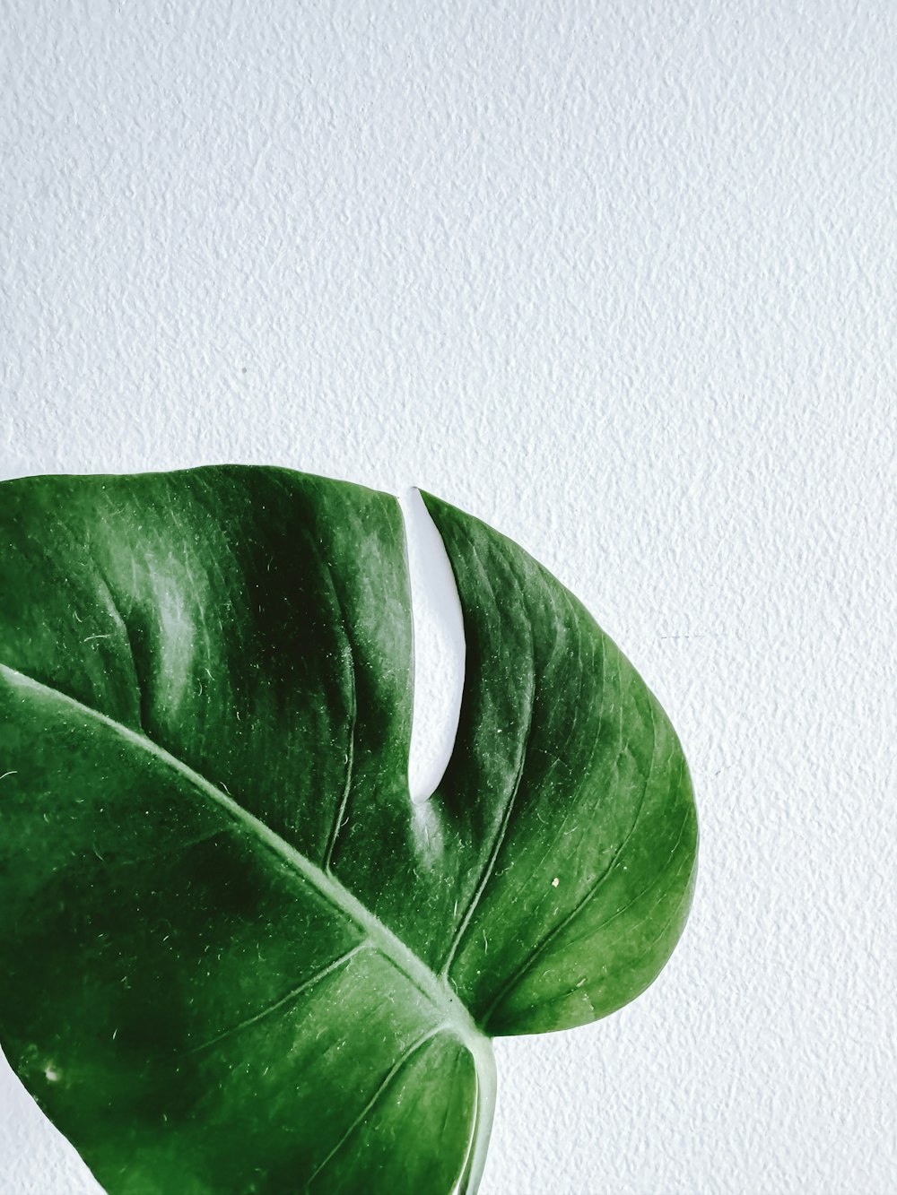 a large green leaf sitting on top of a table