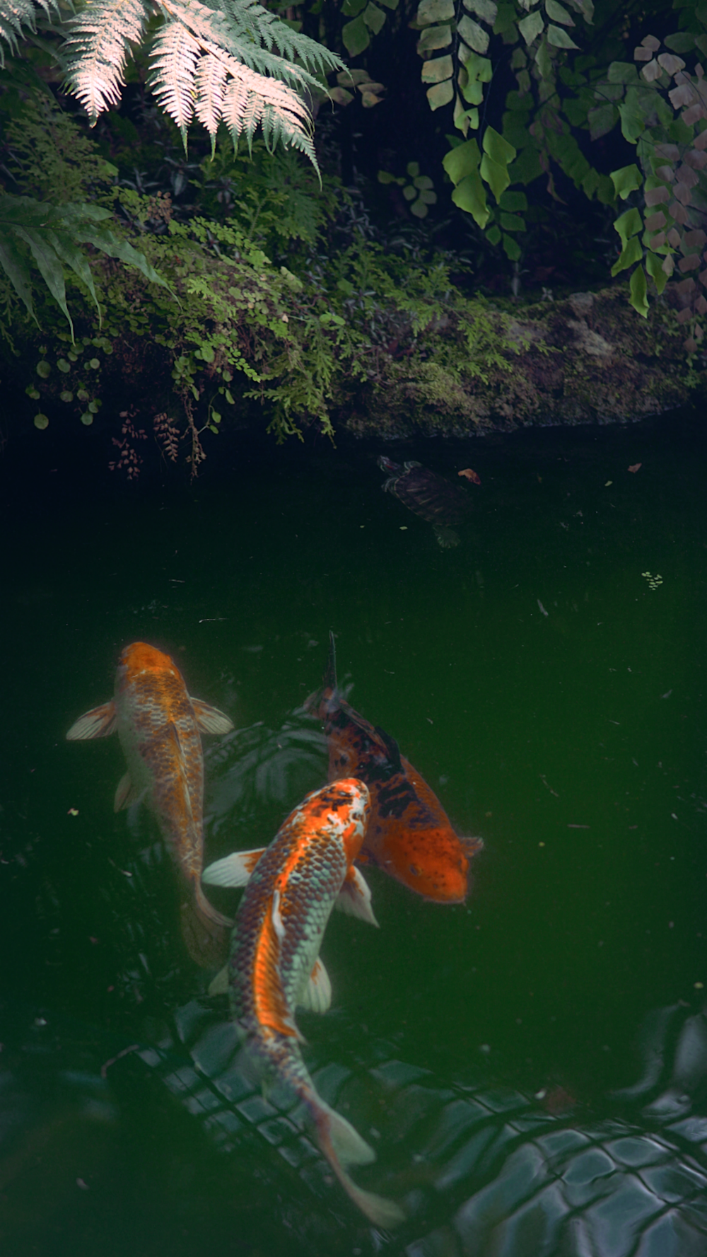 zwei orangefarbene und weiße Koi-Fische schwimmen in einem Teich