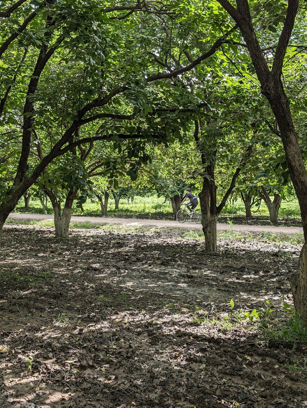 a man riding a bike through a forest filled with trees