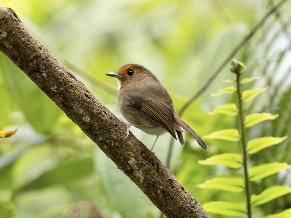 a small bird perched on a tree branch