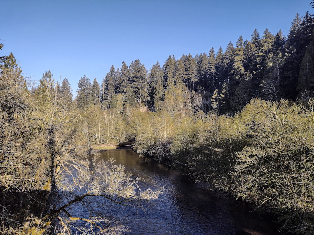 a river running through a forest filled with lots of trees