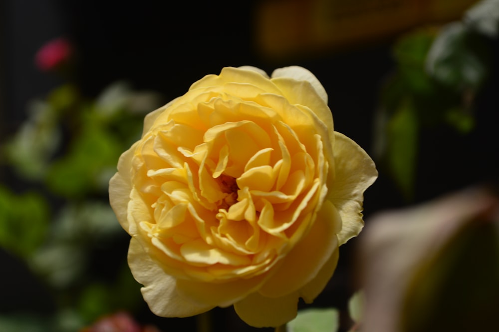 a yellow rose is blooming in a garden