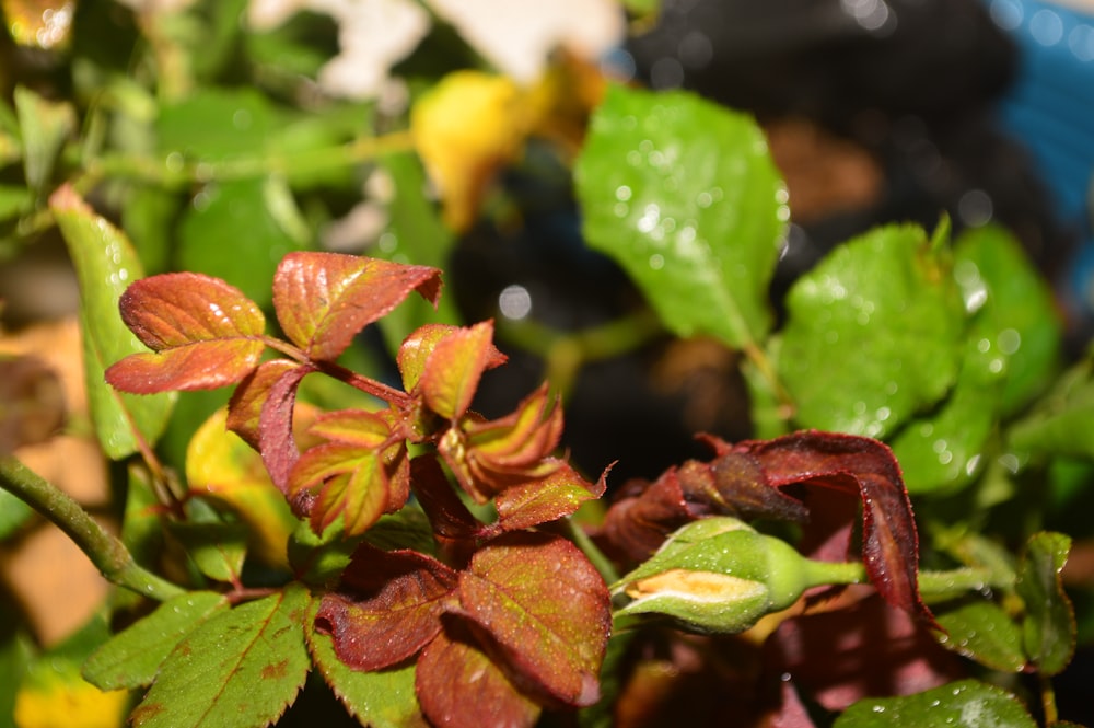 um close up de uma planta com folhas vermelhas e verdes