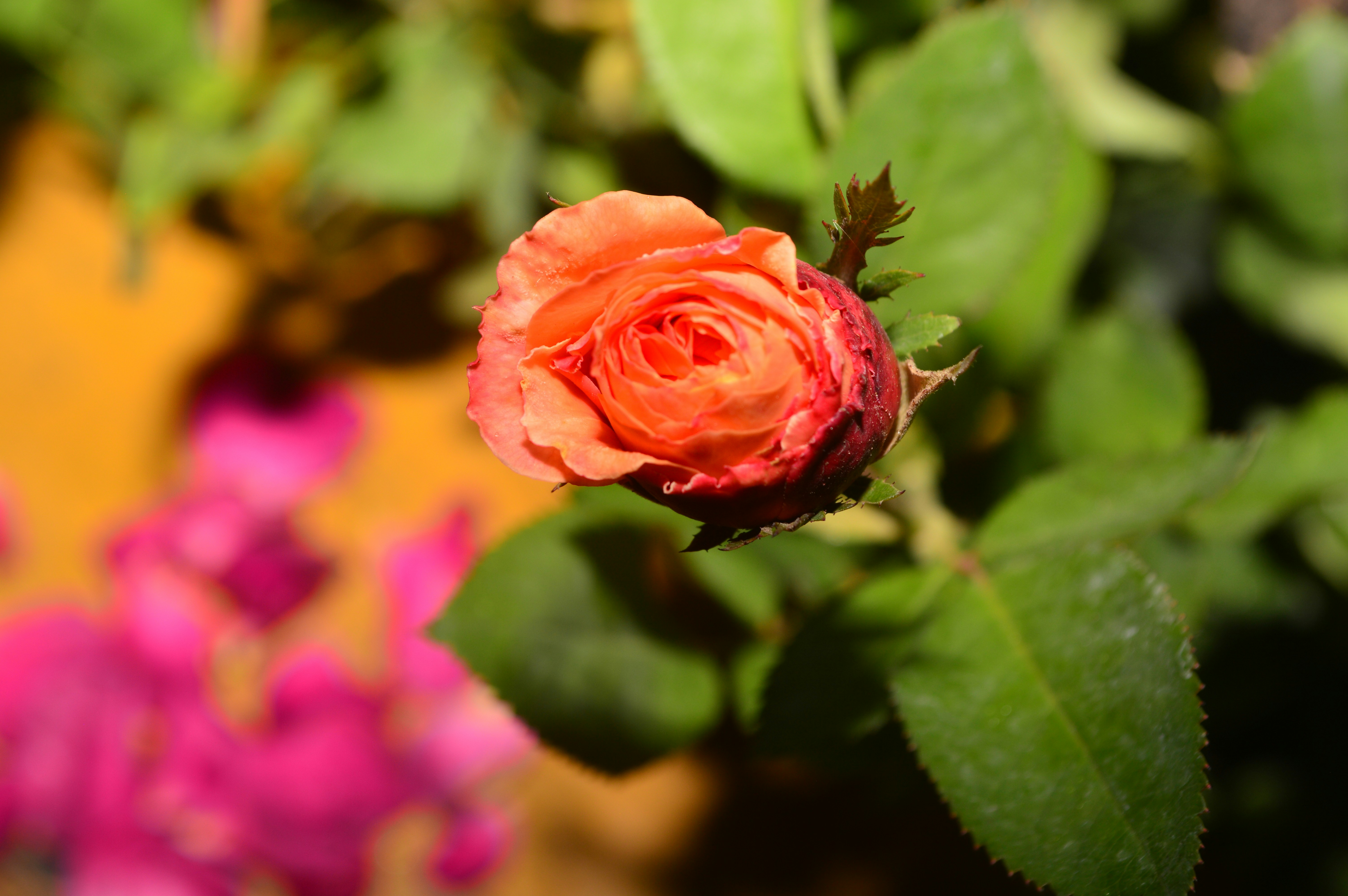 Merah Pictures | Download Free Images on Unsplash