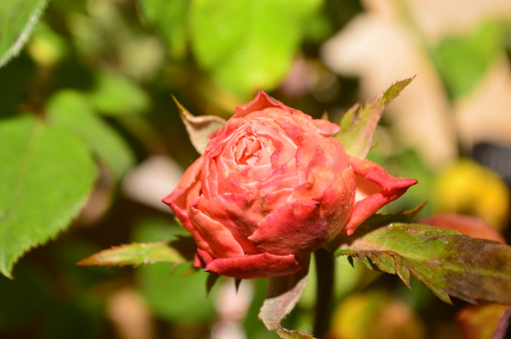 a close up of a pink flower with green leaves