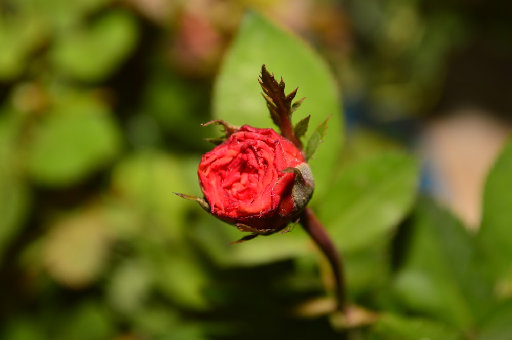 a red flower with green leaves in the background