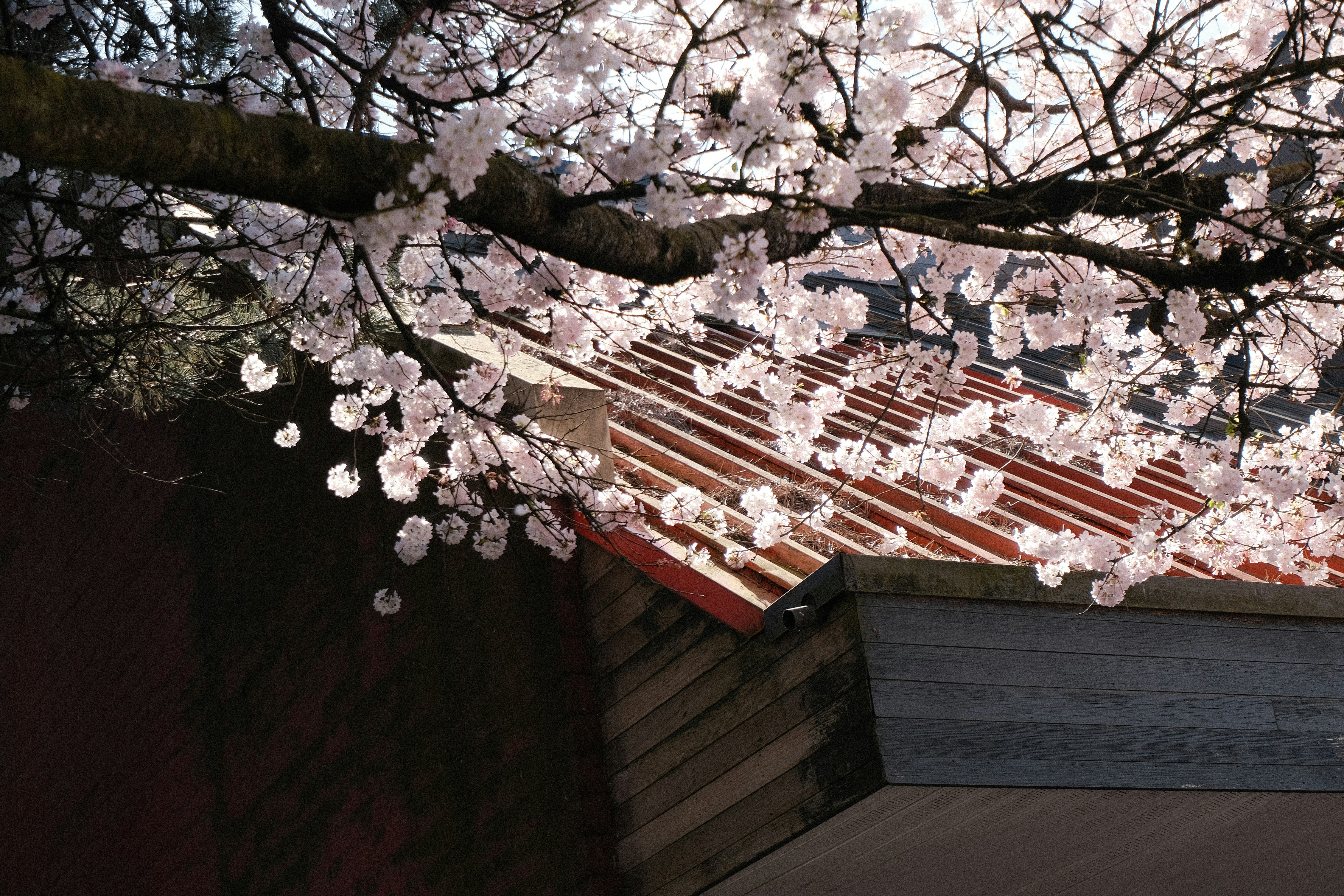 Photo by pepperjack010