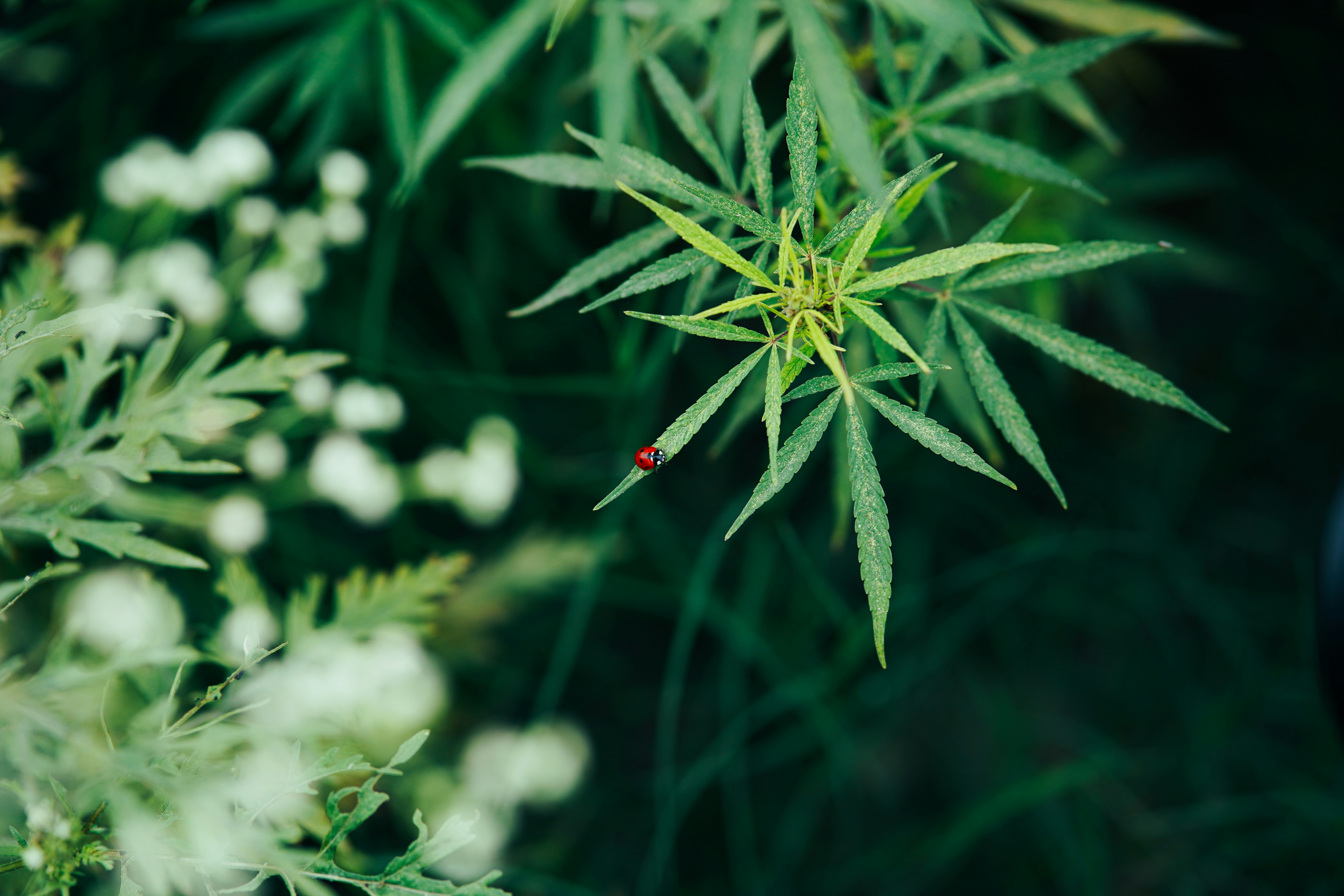 ladybug wallpaper aesthetic, wallpaper, Ladybug Crafts for Adults: Creative Ideas & Projects 5